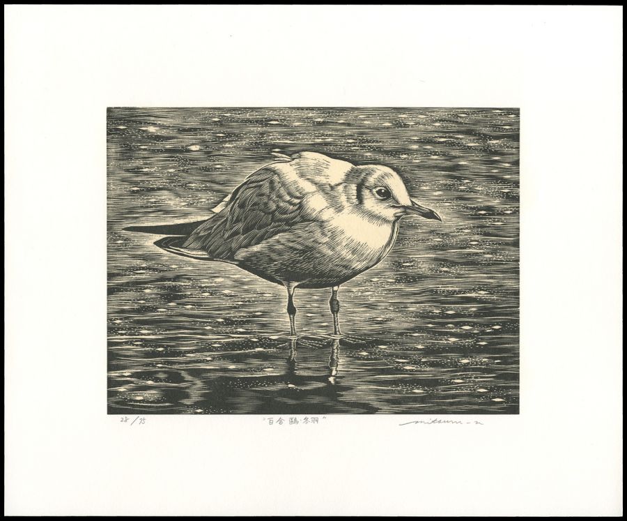 Nagashima Mitsuru “Hooded gull・winter plumage”