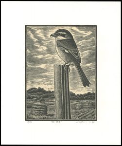 Nagashima Mitsuru / Shrike・autumn scenery