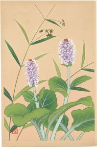 井上正晴「高山植物図譜　スズサイコ・ウルップソウ」