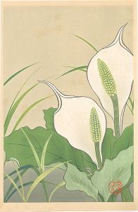 井上正晴「高山植物図譜　ミズバショウ」