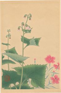 井上正晴「高山植物図譜　タカネナデシコ・ヨブスマソウ」