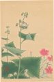 Japanese Alpine Plants / Diant......
