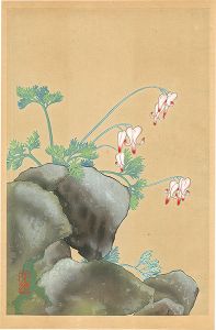 井上正晴「高山植物図譜　コマグサ」