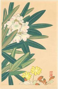 井上正晴「高山植物図譜　シロバナシャクナゲ・チョウノスケソウ」