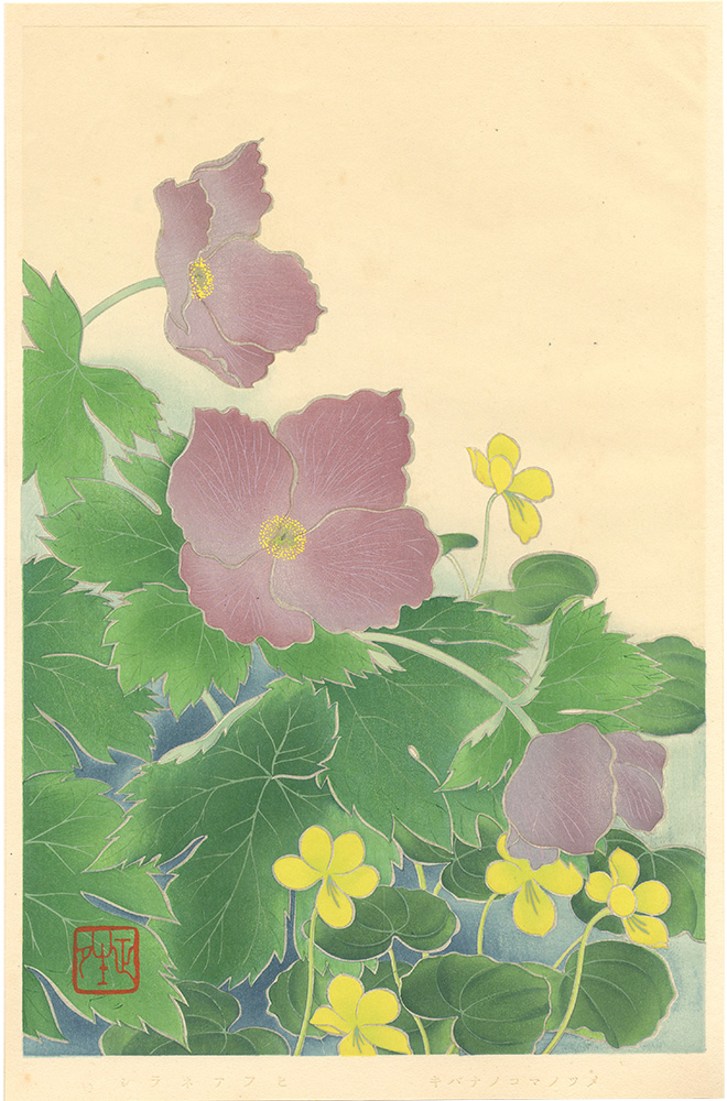 井上正晴「高山植物図譜　シラネアオイ・キバナノコマノツメ」