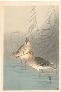 小原古邨（祥邨）「芦に鴫」
