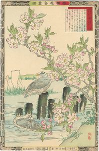 楳嶺「楳嶺花鳥画譜　桜と鴎」