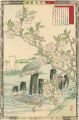 Cherry Blossoms and Sea Gulls