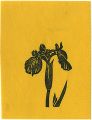 The Iris(tentative title)

