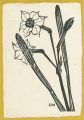 The Narcissus(tentative title)