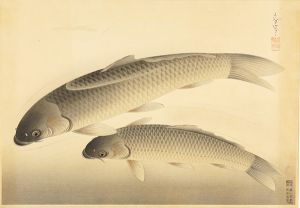 大野麥風「大日本魚類画集　真鯉」