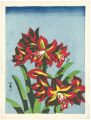 Amaryllis