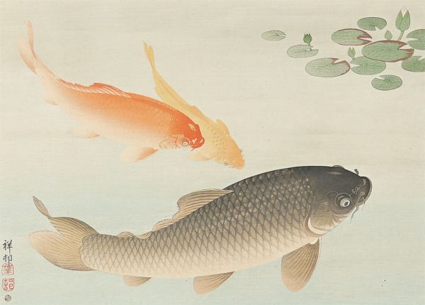 小原古邨（祥邨）「魚公悠々図」