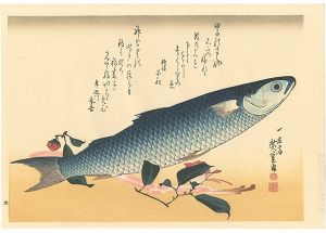 A Series of Fish Subjects / Striped mullet and Udo【Reproduction】