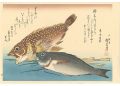 A Series of Fish Subjects / Sc......