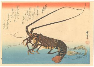 A Series of Fish Subjects / Lobster, Prawn【Reproduction】