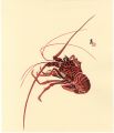 Crawfish (tentative title)