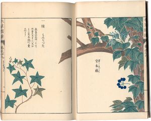 本草図譜　巻之廿九 蔓草類八