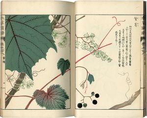 「本草図譜　巻之廿八 蔓草類七」岩崎灌園
