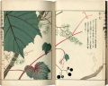 Illustrated Herbal, Manual of ......