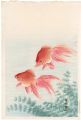 Goldfish