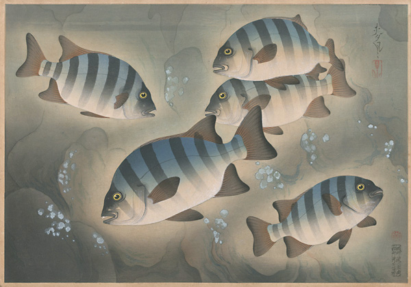 大野麥風「大日本魚類画集　イシダイ」
