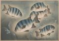 Fish of Japan / The Ishidai (R......