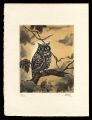 Scops Owl