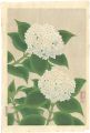 Hydrangea