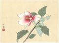 Hibiscus mutabilis