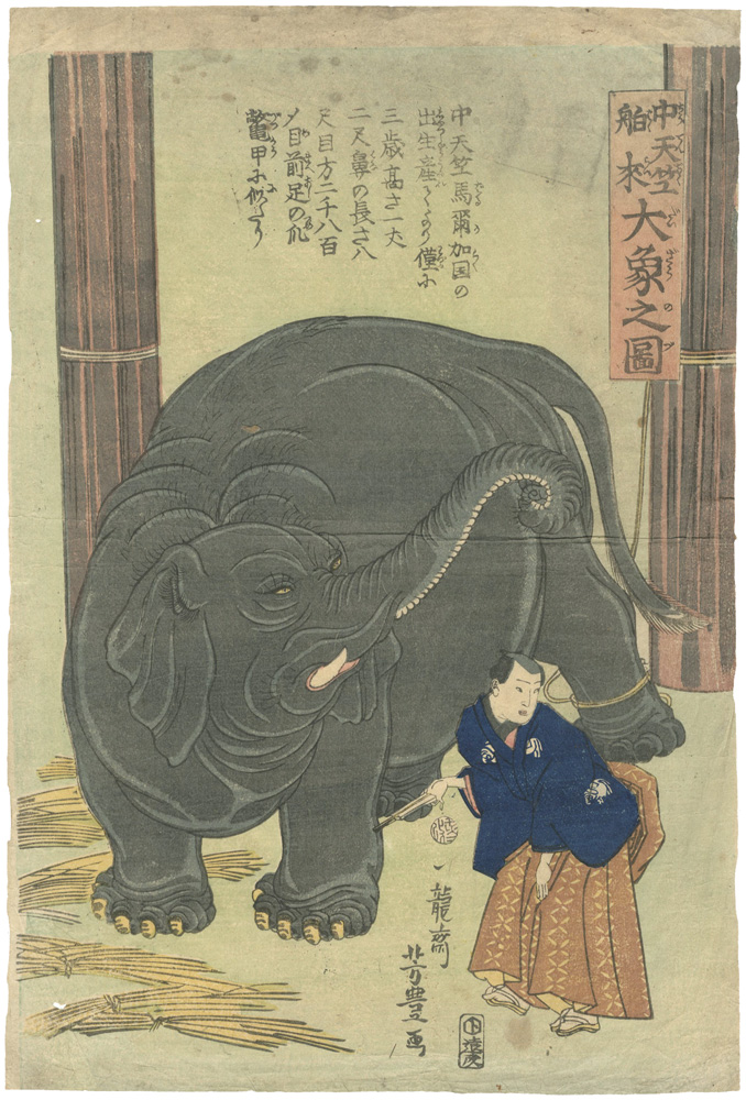 芳豊「中天竺舶来 大象之図」
