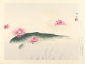 Camellia and a Carp