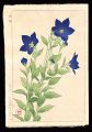 Balloonflower