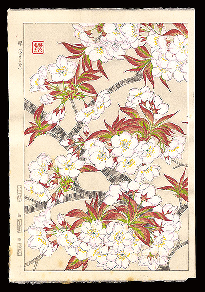 河原崎奨堂「櫻（染井吉野）」
