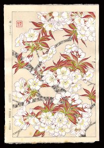 河原崎奨堂「櫻（染井吉野）」