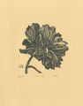 Peony