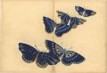 A Print from a Thousand Butter......
