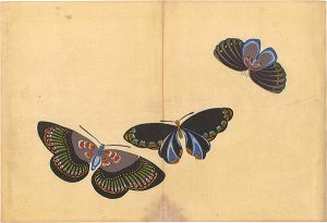 Kamisaka Sekka / A Print from a Thousand Butterflies