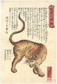General Description of Tiger