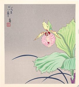 徳力富吉郎「くまがい草（仮題）」