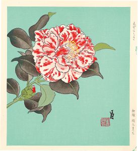 徳力富吉郎「えぞにしき（仮題）」