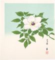 Peony