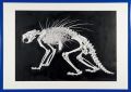 Canadian porcupine(Erethizon d......