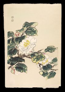 Kotozuka Eiichi / White Camellia