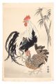 Chickens