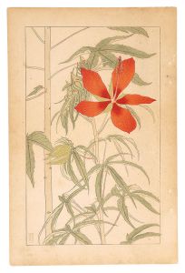杉浦非水「紅濁葵」