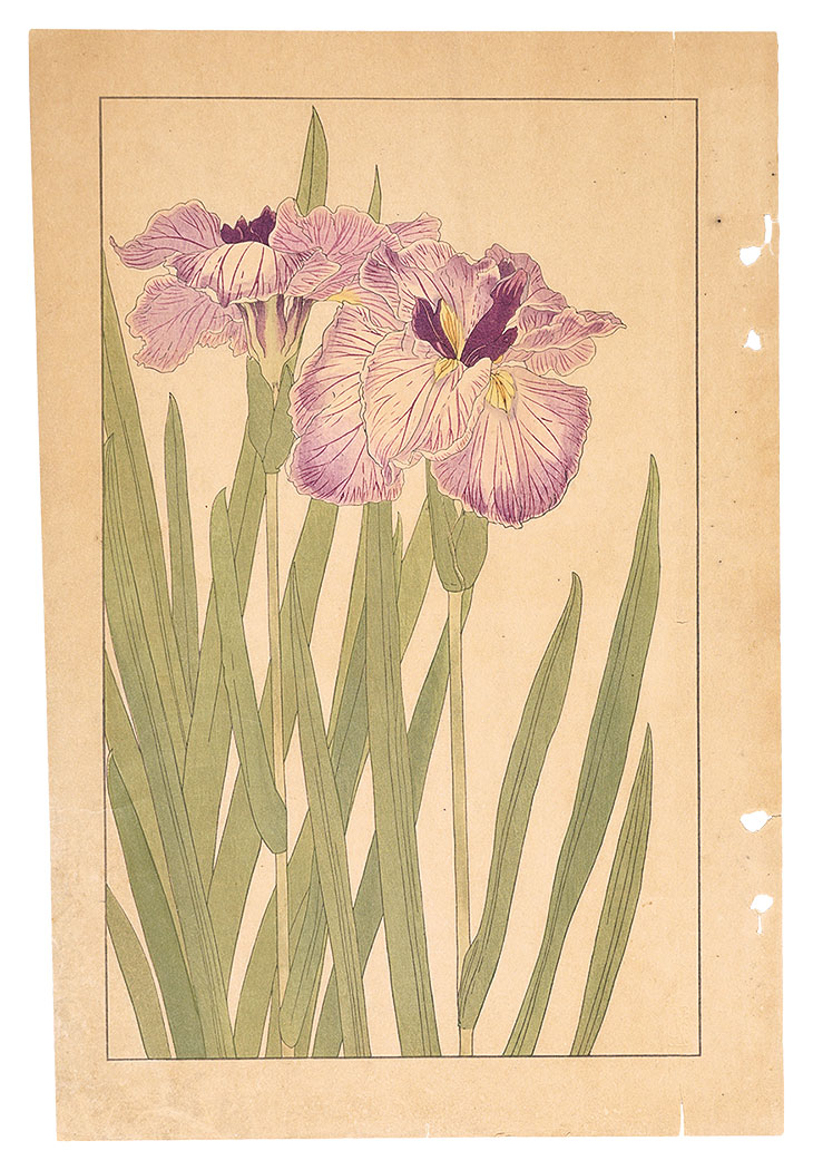 杉浦非水「花菖蒲」