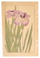 Japanese Iris