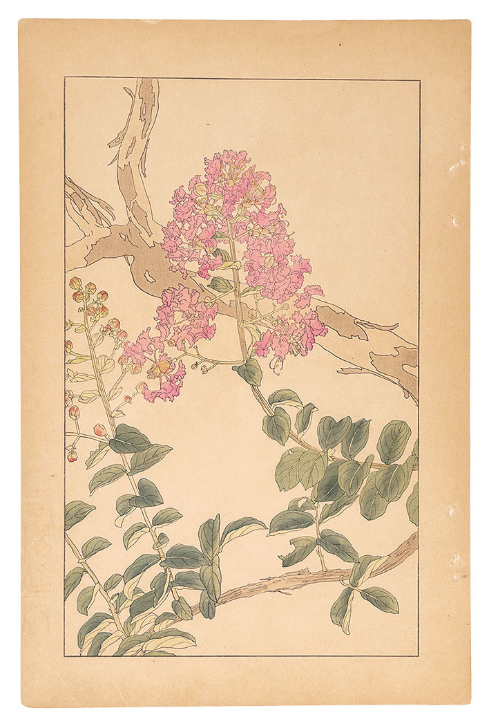 杉浦非水「百日紅」