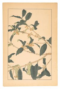 杉浦非水「木犀」